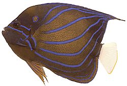 Pomacanthus annularis Ринг риба