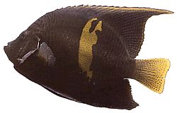 Pomacanthus maculosus Ангелска риба в кроасан