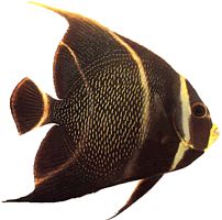 Pomacanthus paru (Френски ангел)