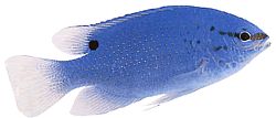 Pomacentrus caeruleus Синьо-зелена дама