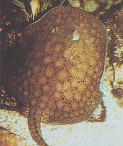 Potamotrygon reticulatus Възстановена сладководна линия