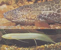 Protopterus aethiopicus aethiopicus Етиопия протоптер