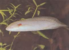 Protopterus annectens annectens Африкански Dipneuste