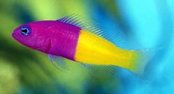 Pseudochromis paccagnellae