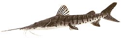 Pseudoplatystoma fasciata