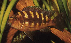 Pseudotropheus crabo (Псевдотрофей Хамелеон)