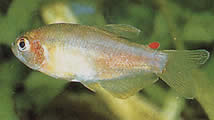 Rachoviscus graciliceps (Gracile Характер)