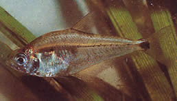 Roeboides paranensis Hunchback, глава в долната част на Парагвай