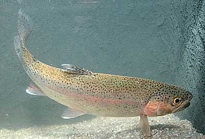 Salmo gairdneri Дъгова пъстърва