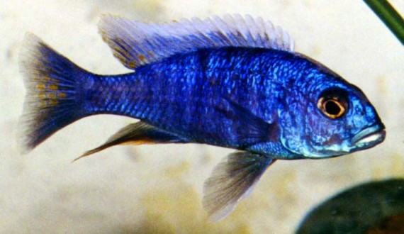 Sciaenochromis fryeri (Ахли)