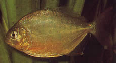 Serrasalmus calmoni (Тъмна пираня, Калмон Пиранха)