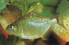 Serrasalmus rhombeus