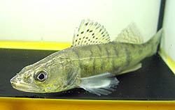 Stizostedion lucioperca (Сортиер)