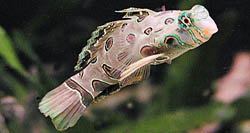 Synchiropus picturatus Мандарин положен