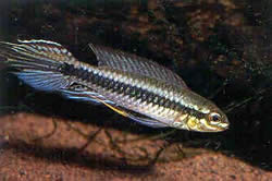 Taeniacara candidi (Кандидат)