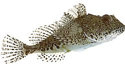 Taurulus bubalis Морски чабо