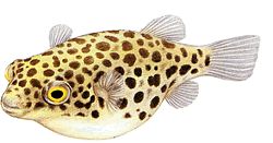 Tetraodon fluviatilis