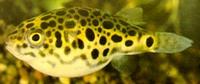 Tetraodon schoutedeni Конго Тетрадон, Леопардов тетрадон