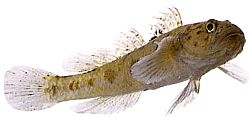 Thorogobius ephippiatus (Gobie Leopard)