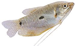 Trichogaster trichopterus