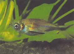 Triportheus rotundatus (Кръгла арбалетна тетра)