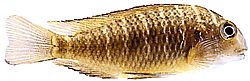Tropheus moorii (Трофей Moorii)