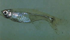 Xenurobrycon macropus (Brycon в Gros-Yeux)