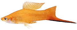 Xiphophorus helleri Притежател на училище (Xipho)