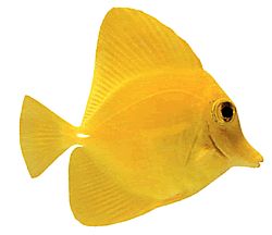 Zebrasoma flavescens