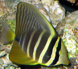 Zebrasoma veliferum (Zebrasoma veliferum)